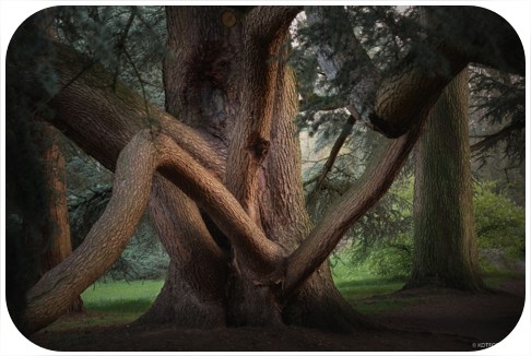 Tu_sei_la_luce_poesamor